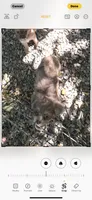 Shy merle, blue eyes, a female Chihuahua and Chinese Crested for sale in Germantown, OH – 3 of 5
