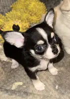 Tiny Tricolor male, a male Chihuahua for sale in Germantown, OH – 1 of 2