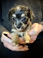Fluffy Butt, a female Chihuahua and Chinese Crested for sale in Germantown, OH – 2 of 5