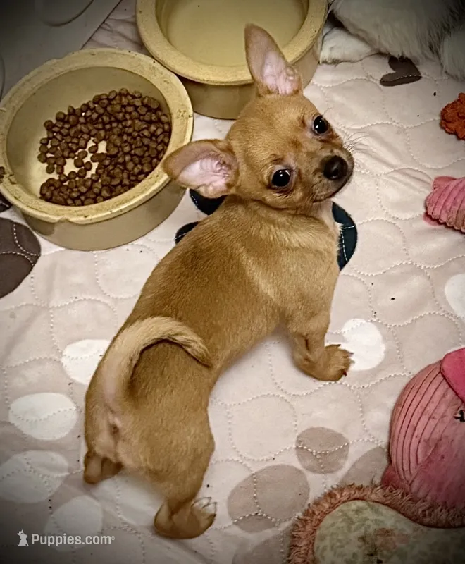 Fawn – Chihuahua puppy for sale in Germantown, OH