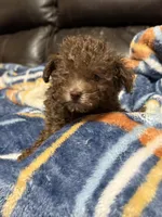 Teeny Tiny, a female Poodle - Toy  for sale in Germantown, OH – Photo 5 of 6