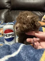 Teeny Tiny, a female Poodle - Toy  for sale in Germantown, OH – Photo 4 of 6
