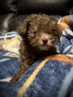Teeny Tiny, a female Poodle - Toy  for sale in Germantown, OH – Photo 2 of 6
