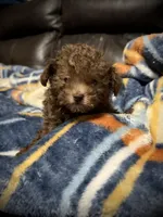 Teeny Tiny, a female Poodle - Toy  for sale in Germantown, OH – Photo 3 of 6