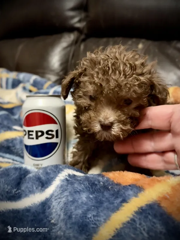 Teeny Tiny, a female Poodle - Toy  for sale in Germantown, OH – Photo 1 of 6