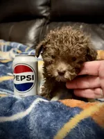 Teeny Tiny, a female Poodle - Toy  for sale in Germantown, OH – Photo 1 of 6