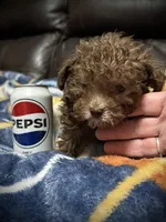 Teeny Tiny, a female Poodle - Toy  for sale in Germantown, OH – Photo 6 of 6