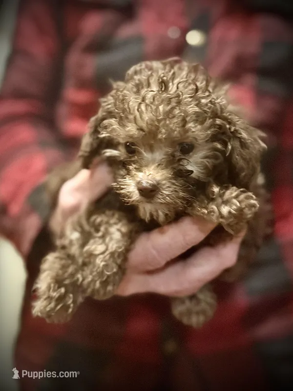 Teeny Tiny – Poodle - Toy  puppy for sale in Germantown, OH