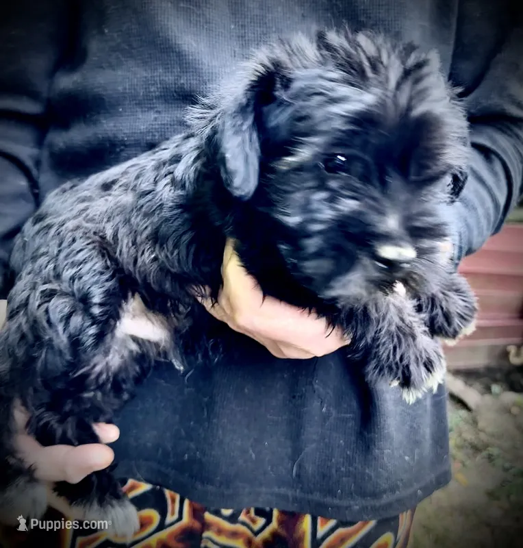 Onyx – Miniature Schnauzer puppy for sale in Germantown, OH