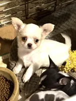 Tiny cream spotted longhair, a male Chihuahua for sale in Germantown, OH – 2 of 2