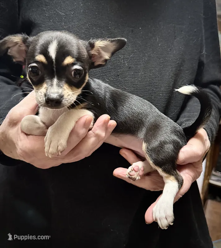 Black tricolor – Chihuahua puppy for sale in Germantown, OH