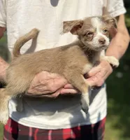 Merle puff, blue eye, a female Chihuahua and Chinese Crested for sale in Germantown, OH – 3 of 6