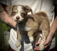 Merle puff, blue eye, a female Chihuahua and Chinese Crested for sale in Germantown, OH – 2 of 6