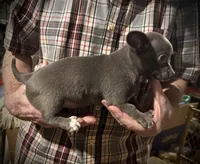 Baby Blue, a female Chihuahua for sale in Germantown, OH – 2 of 6