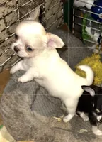 Tiny cream spotted longhair, a male Chihuahua for sale in Germantown, OH – 1 of 2