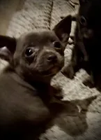 Baby Blue, a female Chihuahua for sale in Germantown, OH – 5 of 6
