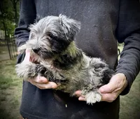 Bella, a female Miniature Schnauzer for sale in Germantown, OH – 4 of 4