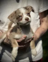 Merle puff, blue eye, a female Chihuahua and Chinese Crested for sale in Germantown, OH – 4 of 6