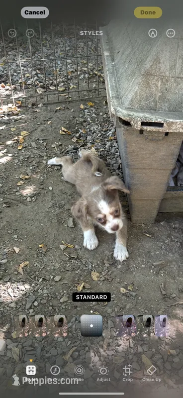 Merle, blue eyes – Chihuahua, Chinese Crested puppy for sale in Germantown, OH