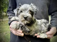 Bella, a female Miniature Schnauzer for sale in Germantown, OH – 2 of 4