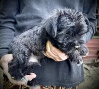 Onyx, a male Miniature Schnauzer for sale in Germantown, OH – 4 of 4