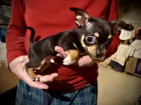 Dark blue/tan, a male Chihuahua for sale in Germantown, OH – 2 of 2