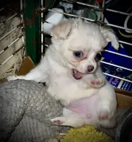 Cream and white longhaired (tiny), a female Chihuahua for sale in Germantown, OH – 2 of 5
