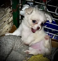 Cream and white longhaired (tiny), a female Chihuahua for sale in Germantown, OH – 5 of 5