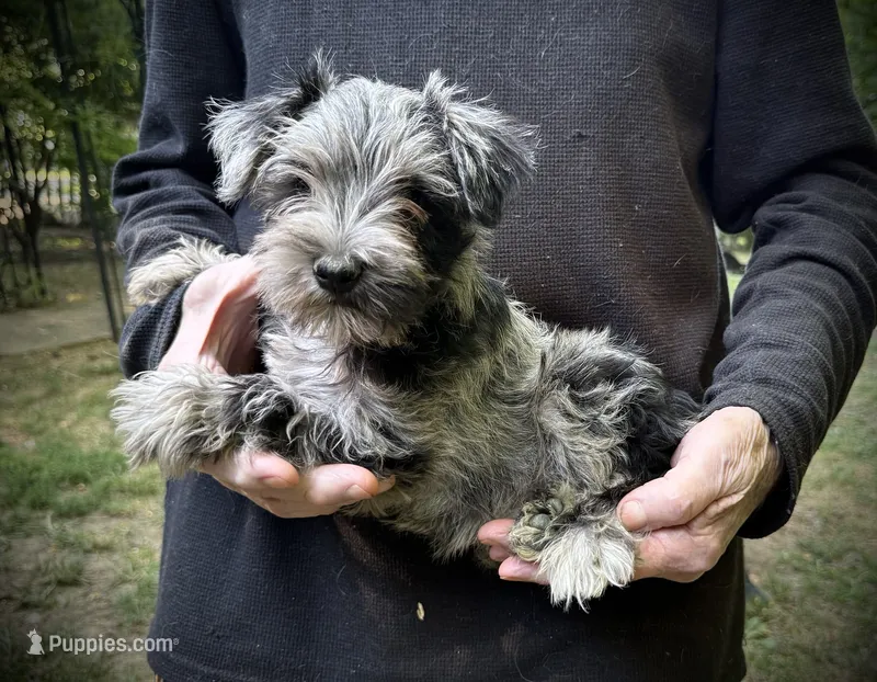 Bella – Miniature Schnauzer puppy for sale in Germantown, OH