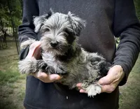 Bella, a female Miniature Schnauzer for sale in Germantown, OH – 1 of 4
