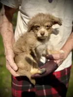Sweet merle, blue eye pp, a female Chihuahua and Chinese Crested for sale in Germantown, OH – 4 of 5