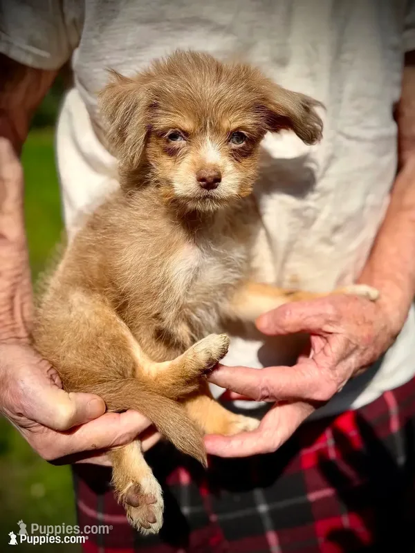 Chocolate Merle, Super Sweet.  – Chihuahua, Chinese Crested puppy for sale in Germantown, OH