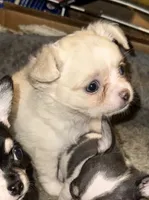 Cream and white longhaired , a female Chihuahua for sale in Germantown, OH – 1 of 2