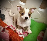 Chocolate Merle, a female Chihuahua for sale in Germantown, OH – 2 of 5