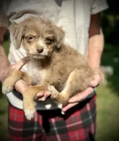 Sweet merle, blue eye pp, a female Chihuahua and Chinese Crested for sale in Germantown, OH – 3 of 5