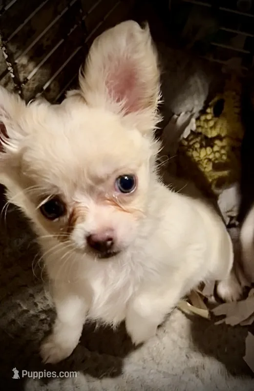 Cream and white longhaired (tiny) – Chihuahua puppy for sale in Germantown, OH