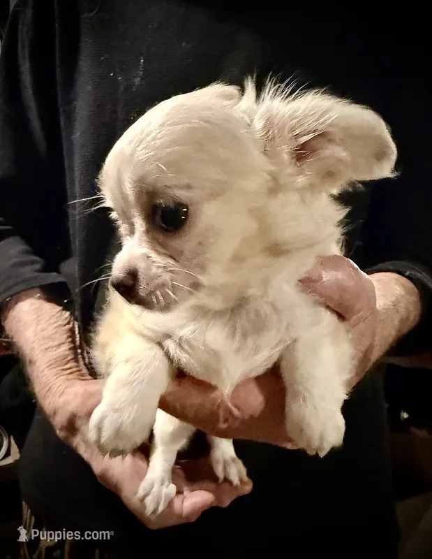 Cream and white longhaired (tiny) – Chihuahua puppy for sale in Germantown, OH