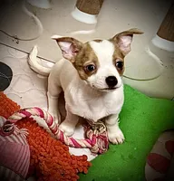 Chocolate Merle, a female Chihuahua for sale in Germantown, OH – 3 of 5