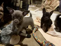 Baby Blue, a female Chihuahua for sale in Germantown, OH – 4 of 6