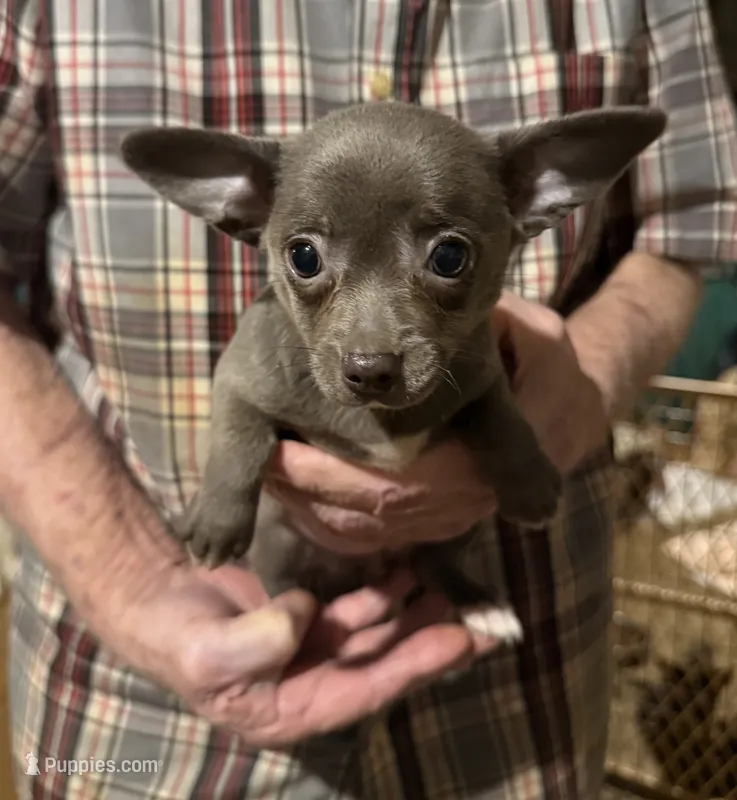 Baby Blue – Chihuahua puppy for sale in Germantown, OH