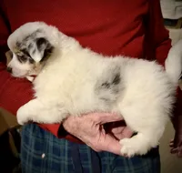 Moose, a male Chihuahua for sale in Germantown, OH – 3 of 4