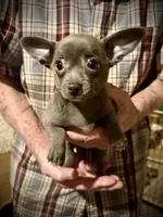 Baby Blue, a female Chihuahua for sale in Germantown, OH – 3 of 6