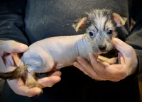 Rocky Balboa, a male Chihuahua and Chinese Crested for sale in Germantown, OH – 2 of 5