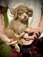 Sweet merle, blue eye pp, a female Chihuahua and Chinese Crested for sale in Germantown, OH – 5 of 5