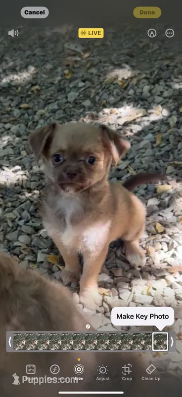 Chocolate Sable – Chihuahua, Chinese Crested puppy for sale in Germantown, OH