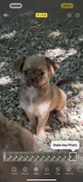 Chocolate Sable, a male Chihuahua and Chinese Crested for sale in Germantown, OH – 1 of 5