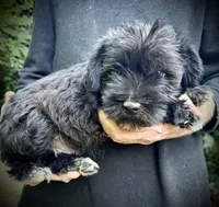 Onyx, a male Miniature Schnauzer for sale in Germantown, OH – 3 of 4