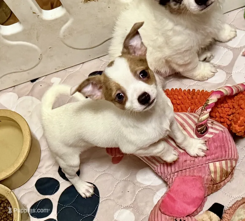 Chocolate Merle – Chihuahua puppy for sale in Germantown, OH