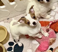 Chocolate Merle, a female Chihuahua for sale in Germantown, OH – 1 of 5