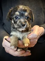 Fluffy Butt, a female Chihuahua and Chinese Crested for sale in Germantown, OH – 4 of 5